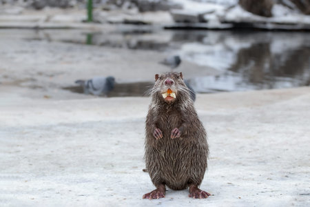 Wild cute nutria stands funny on its hind legs on the river bank.Funny animals.の写真素材
