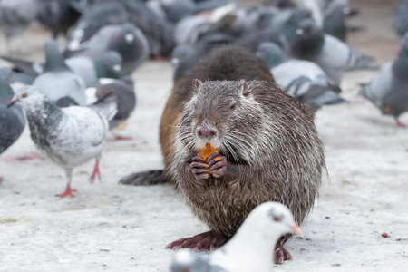 Wild nutria sitting on ice. An adult nutria funnily holds a slice of bread in its paws.の写真素材