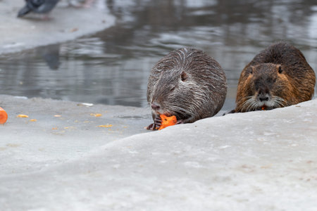 Nutria on the river bank eats carrots in winter.の写真素材