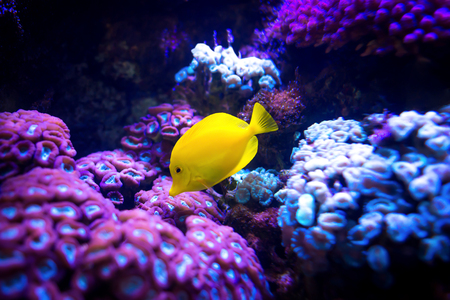 Beautiful yellow tang (Zebrasoma flavescens) fish on purple and pink reef background. Most popular saltwater aquarium fish.の写真素材