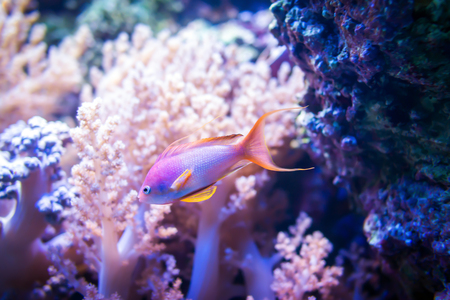 Sea goldie fish on pink coral and stone background.の写真素材
