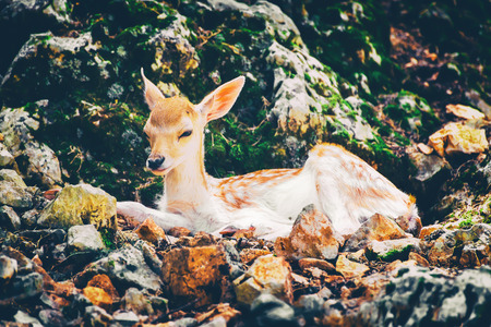 Young deer laying down on the rocky stones.の写真素材