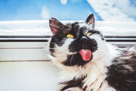 Funny cat with winter hatの写真素材