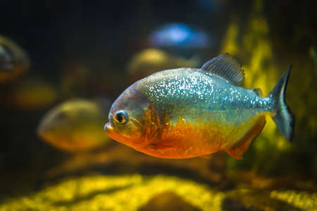 Red-bellied piranha swimming on dark stone reef backgroundの写真素材