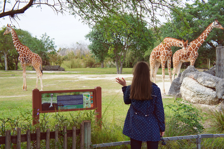 Miami, United States - February 10, 2016: Tourist girl look at the giraffes in the Miami Metro Zoo, Miami, United States.のeditorial素材