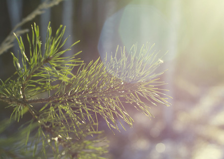Pine needlesの写真素材