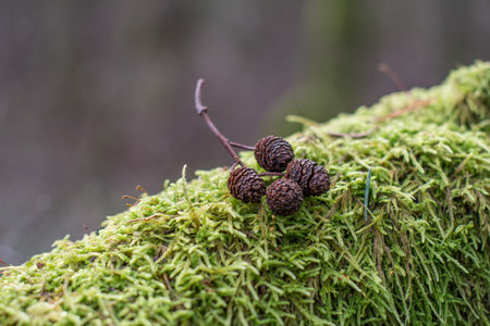 Cone