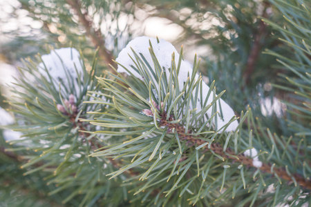 Snowy pine
