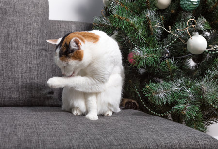 A white cat with black and red spots on its back and head sits and licks its paw on the sofa next to the Christmas tree, New Year's cozy atmosphere, horizontalの写真素材