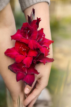 Female hands holding red gladioli flowers, vertical, close-upの写真素材