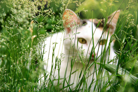 Defocused white  cat with black and red spots hid in the grass and looks out from an ambush while playingの写真素材