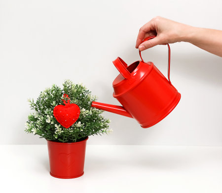 A female hand watering a green plant in a red pot from a red watering can, on which a soft fabric heart hangs, on a white backgroundの写真素材