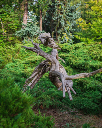Large, old dead tree trunk with gnarled branches on green moss in a forest. Weathered, light gray...