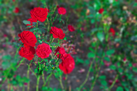 A stunning image of a rose garden in full bloom. The vibrant red roses are set against a backdrop of lush green foliage, creating a scene of natural beauty and tranquility.の写真素材