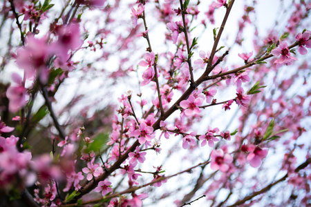 Delicate pink peach blossoms cover the branches of a tree against a soft white sky. The peach...