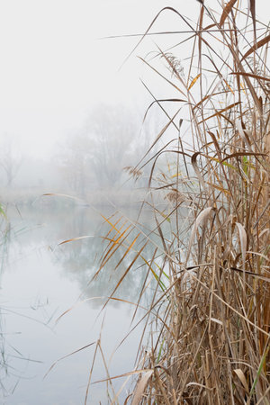 A beautiful misty morning at the lake with tall grass in the foreground. The water is calm and still, reflecting the sky above. The only sound is the gentle lapping of the waves against the shore.の写真素材
