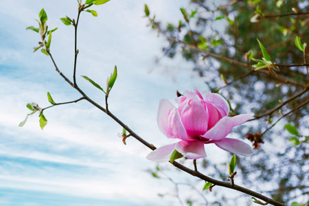 Delicate pink magnolia flower in full bloom on a branch with blurred background. Symbol of purity  beauty. Ideal for spring, summer, weddings. Perfect for designs  invitations.の写真素材