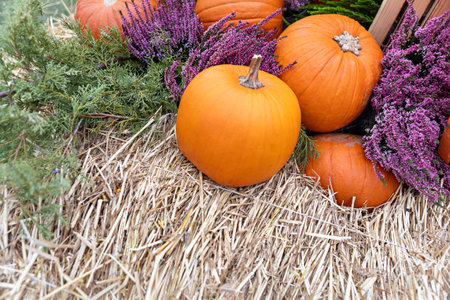 A vibrant display of pumpkins and heather on hay at a farmers market, featuring a variety of orange and purple hues. Ideal for autumn decorations and festive occasions.の写真素材