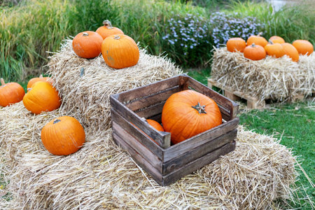 Capture the essence of fall with a rustic still life of pumpkins and hay bales. Ideal for Thanksgiving, Halloween, or any autumn project, this image exudes coziness and countryside charm.の写真素材