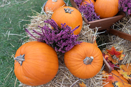 Immerse yourself in the cozy autumn vibes with this rustic fall still life of pumpkins, gourds, and vibrant heather, creating an inviting atmosphere perfect for celebrating the harvest season.の写真素材