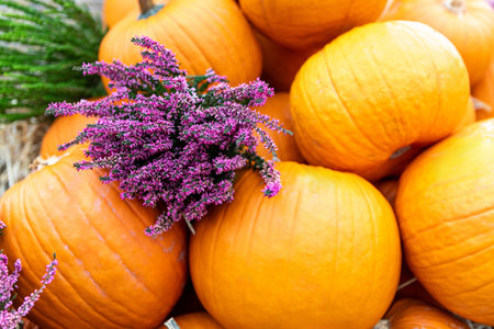 A close-up image of a pile of pumpkins with purple flowers on top. The pumpkins are various shades of orange and have different sizes. The background is a natural straw color.の写真素材
