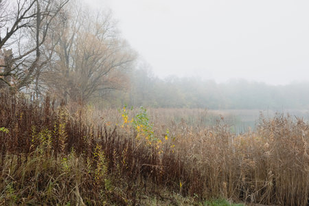 A serene misty morning landscape with a lake, trees, and mist creating a peaceful atmosphere. Perfect for relaxation and meditation, ideal for travel, tourism, yoga, and advertising.の写真素材