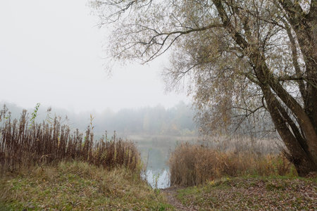 A misty lake in the morning with a tree in the foreground. The calm water reflects the sky above. Bare trees and scattered leaves add to the peaceful and serene scene.の写真素材
