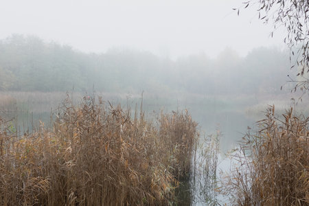 A misty lake in the morning with long grass in the foreground creates a peaceful and serene scene. The soft light and muted colors give the photo a dreamlike quality.の写真素材