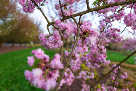 A beautiful image of cherry blossoms in full bloom. Soft pink petals, delicate and feminine. Blurred background adds depth and mystery. Ideal for spring and summer designs.の写真素材