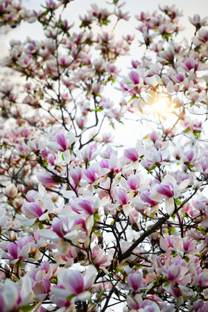 A majestic magnolia tree with soft pink blossoms under a clear blue sky. The vibrant flowers contrast with lush green leaves, symbolizing springs beauty and renewal.の写真素材