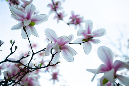 Close-up of an elegant white and pink magnolia flower in full bloom, showcasing delicate petals against a backdrop of blurred foliage. Perfect for spring, nature, and floral-themed designs.の写真素材
