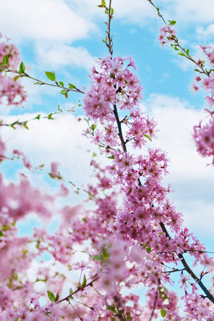 Delicate cherry blossoms in pink and white against a soft background. Shallow depth of field ideal...