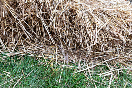 A stack of loose dry hay on green grass, light golden color and rough texture. Grass is deep green...