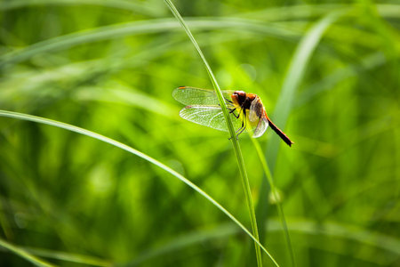 Close-up of a vibrant dragonfly on a blade of grass. Transparent wings, orange body pop against lush green backdrop. Macro shot reveals intricate details beautifully.の写真素材