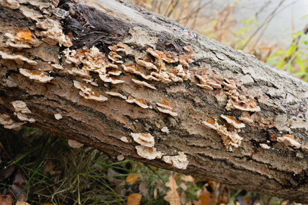 A variety of colorful mushrooms growing on a decaying log in the forest, displaying shades of orange and white. The diverse shapes and sizes create a captivating natural scene.の写真素材