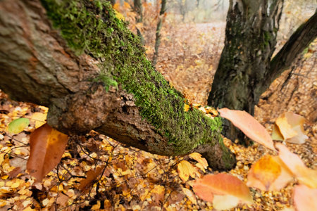 Close-up of mossy tree trunk in forest with fallen yellow leaves. Tree covered in thick moss,...