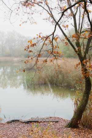 The serene water reflects the lush greenery and blue sky, creating a tranquil scene. Gentle ripples on the shore enhance the peaceful atmosphere, inviting you to unwind and appreciate nature.の写真素材