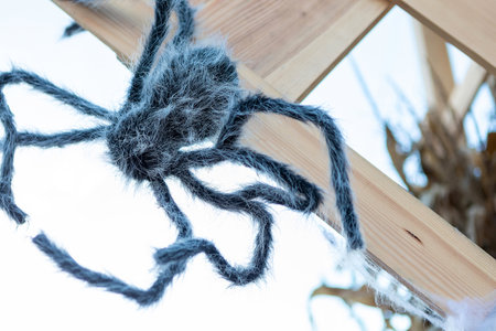 Stock image featuring a black hairy spider on a wooden fence with a white background. The spider is in focus while the background is blurred. Suitable for a variety of uses.の写真素材