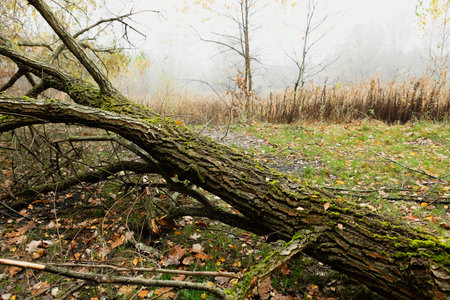 Close-up of a fallen tree trunk in a lush, moss-covered forest. A large branch extends from the textured trunk, with a green meadow and distant trees in the background.の写真素材