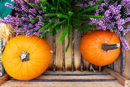 Two orange pumpkins and a heather plant with purple flowers sit side by side in a weathered wooden box. The rustic background adds a warm and inviting touch to this autumnal still life.の写真素材