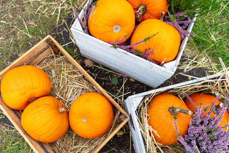 Wooden crates filled with assortment of pumpkins in different sizes and shapes, surrounded by fall leaves on hay. Staggered arrangement, large crate at back, small at front.の写真素材