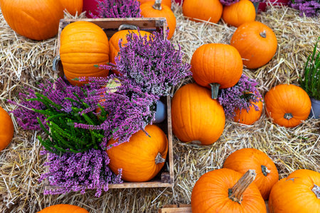 Capture the essence of autumn with this rustic still life featuring pumpkins, gourds, flowers, and hay. Ideal for fall projects, it creates a cozy and traditional atmosphere.の写真素材