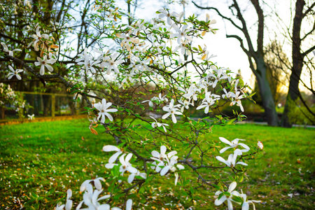 Close-up of white magnolia flowers in full bloom on a branch with green leaves. Delicate petals and...