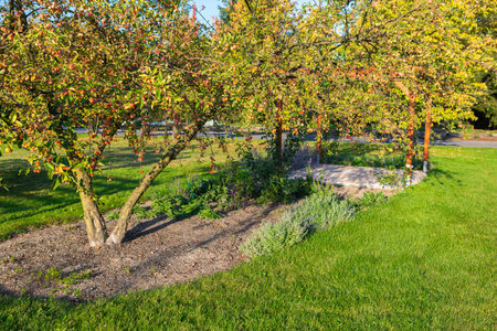 A beautiful garden features a variety of plants and a shaded area under a tree. The sun shines brightly, creating long shadows and enhancing the vibrant colors of the foliage.の写真素材