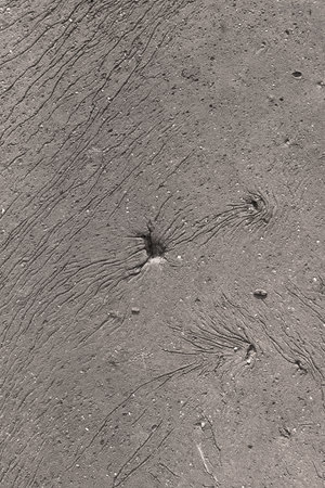Intricate lines and patterns emerge from the wet sand during low tide, revealing hidden marine life and organic traces left by creatures wandering the shoreline.の写真素材