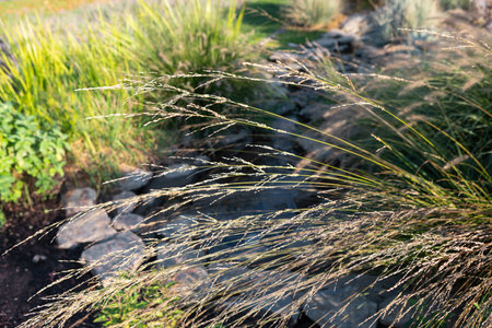 Tall grasses sway gently beside a small stream, creating a serene atmosphere in a tranquil garden. Sunlight filters through the foliage, highlighting the natural beauty of the landscape.の写真素材