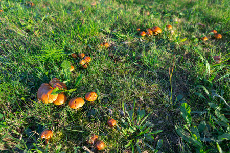 Clusters of small, orange mushrooms are nestled in a vibrant green grass field. Soft morning light illuminates the scene, highlighting nature's beauty in early autumn.の写真素材