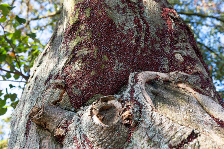 A large cluster of reddish insects is seen covering the surface of a tree trunk under sunlight. Surrounding leaves create a natural frame, indicating a lively forest environment.の写真素材