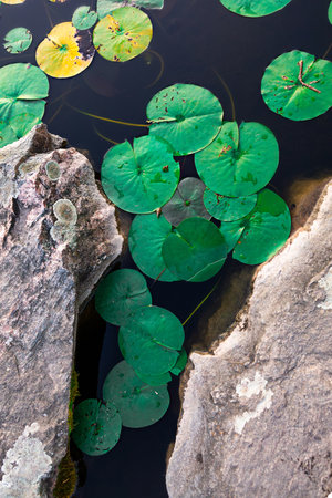 Vibrant lily pads cover the surface of tranquil water, nestled among smooth rocks. This serene environment showcases the beauty of nature, with reflections and gentle movement.の写真素材