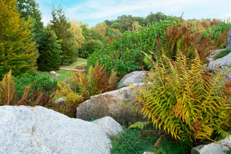 Lush green ferns and colorful foliage surround large rocks in a serene garden. The landscape showcases various plants against a backdrop of trees, creating a calming outdoor scene.の写真素材